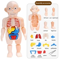 montessori 3d puzzle human body anatomy toy 3d puzzle human body organ medical teaching tools educational diy assembled toys