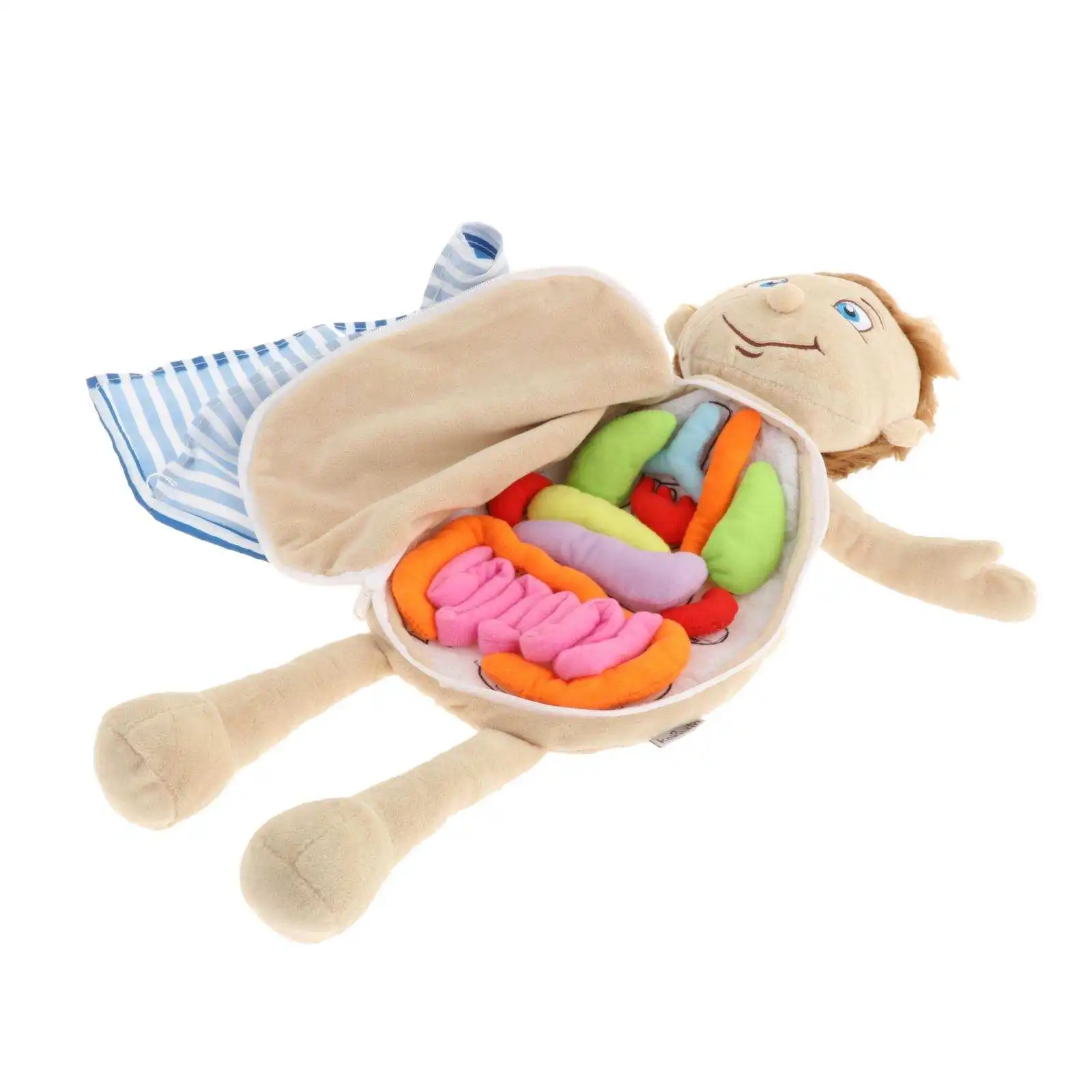 

Human Body Anatomy Toy Teaching Aid Science Learning Toy Organ Toy Kids Anatomy Toys Early Education Toys for Student