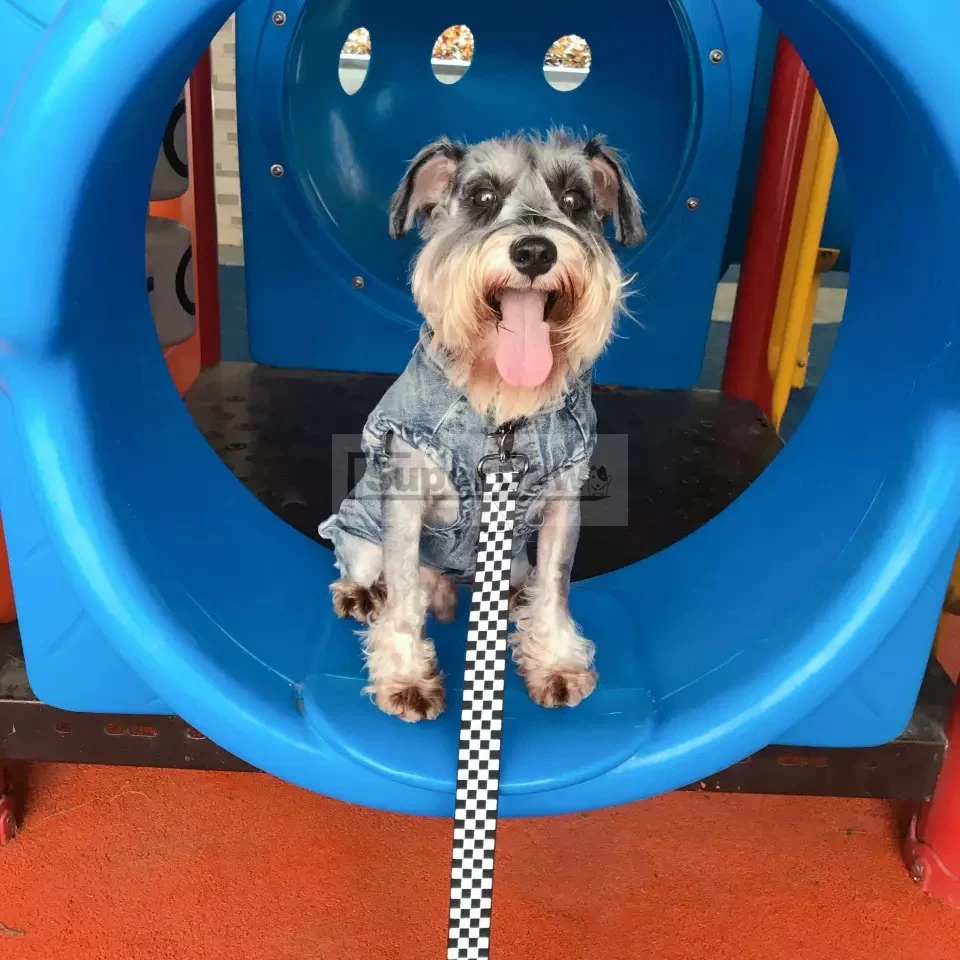 Новинка Одежда для животных щенков джинсовый жилет пальто с капюшоном куртка