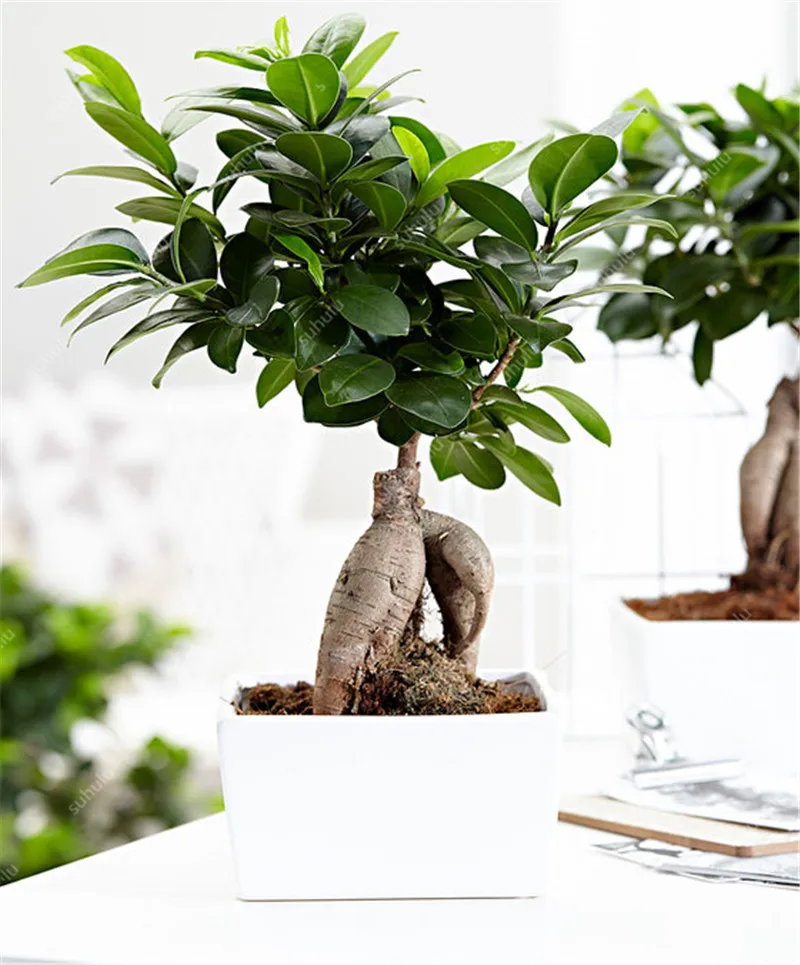 100 шт Искусственный баньян| |