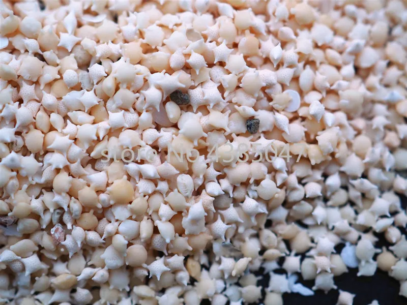 1 коробка с разным весом Пляжная натуральная морская звезда песок для