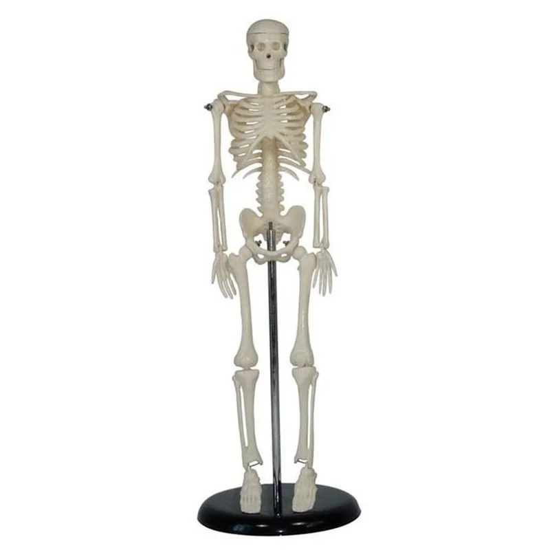 

Human Skeleton Model 42CM/Small Whole Body Skeleton Specimen Teaching Aids/Physiological Hygiene Teaching