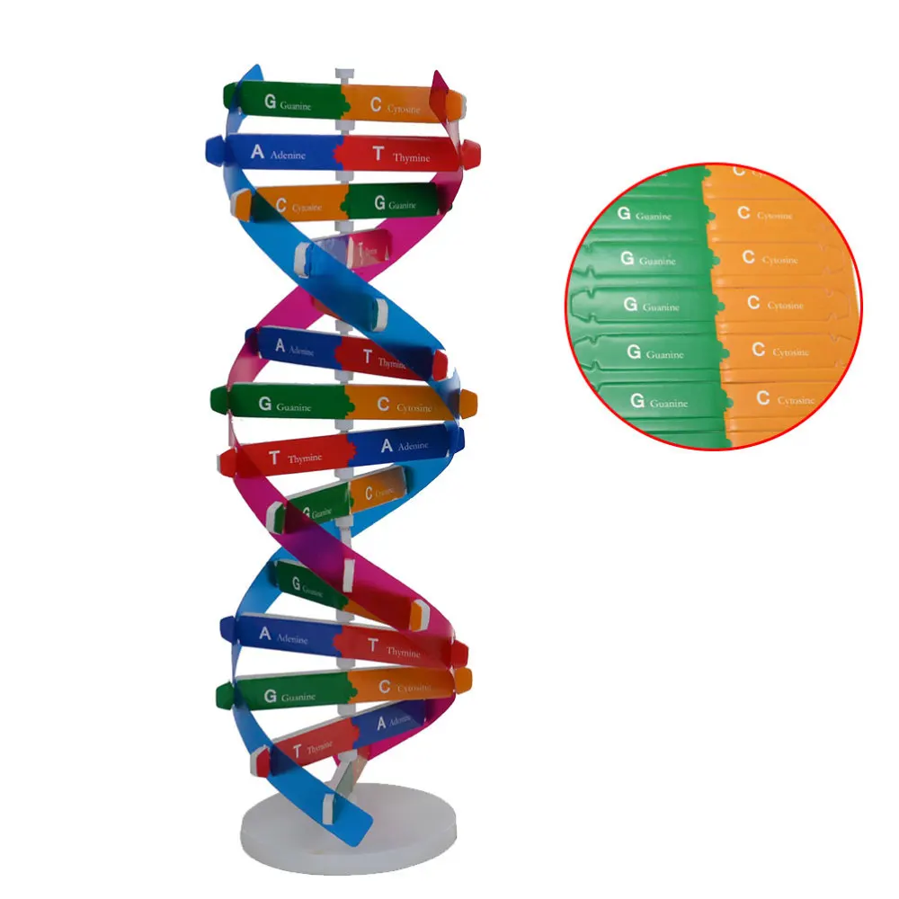 

DIY DNA Double Helix Model Biological Science Experiment Tool Human Genes Learning Tool for School Office