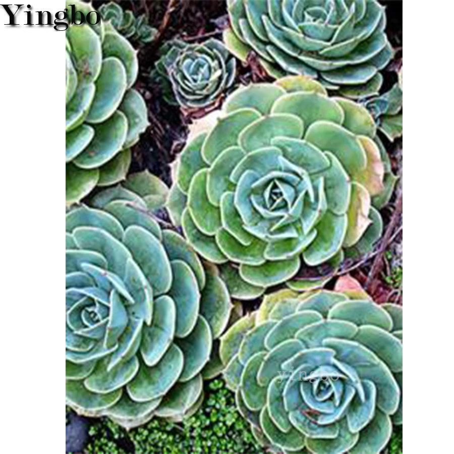 Скандинавский стиль цветок суккуленты 5D diy наборы для алмазной живописи Стразы