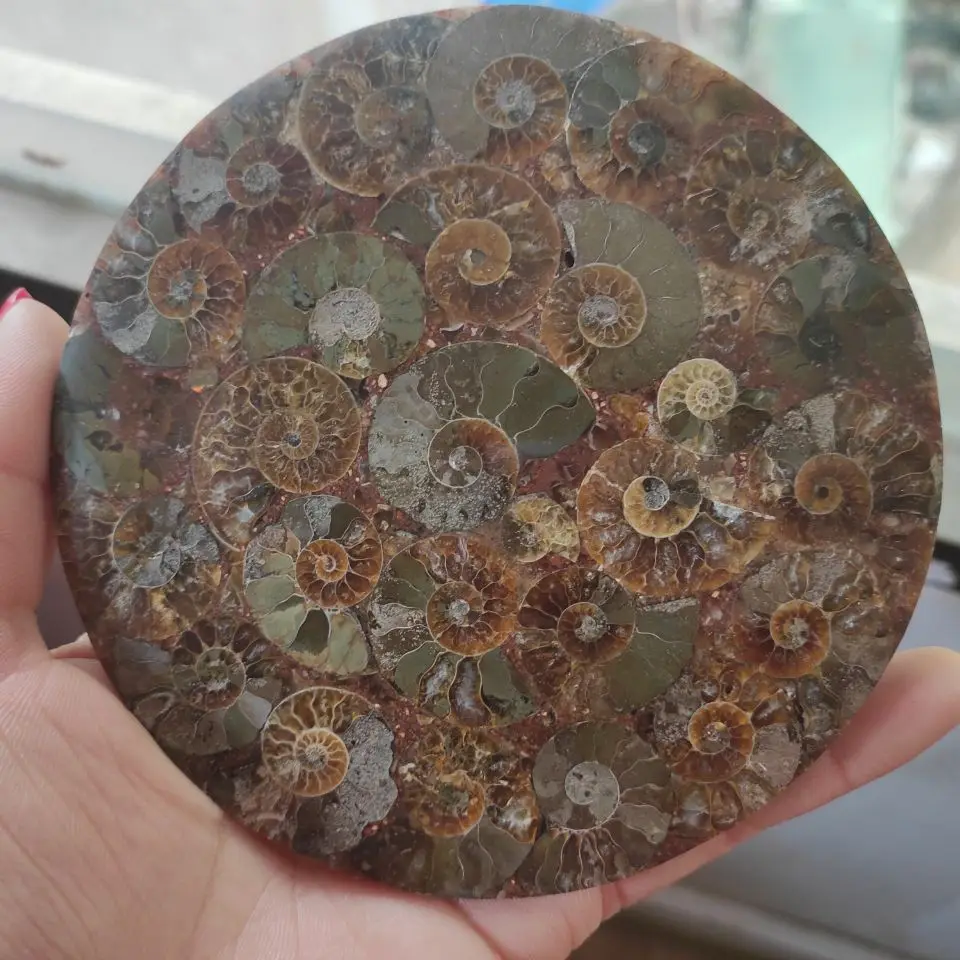11-12cm Natural Ammonite Fossil Slice Plate Crystal Ocean Conch Stone Madagascar Mineral Healing Specimen | Дом и сад