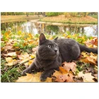 Алмазная 5d картина сделай сам с изображением русского синего кота, Алмазная мозаика, вышивка крестиком, алмазная вышивка, полная круглая картина, животное с пейзажем, E1140