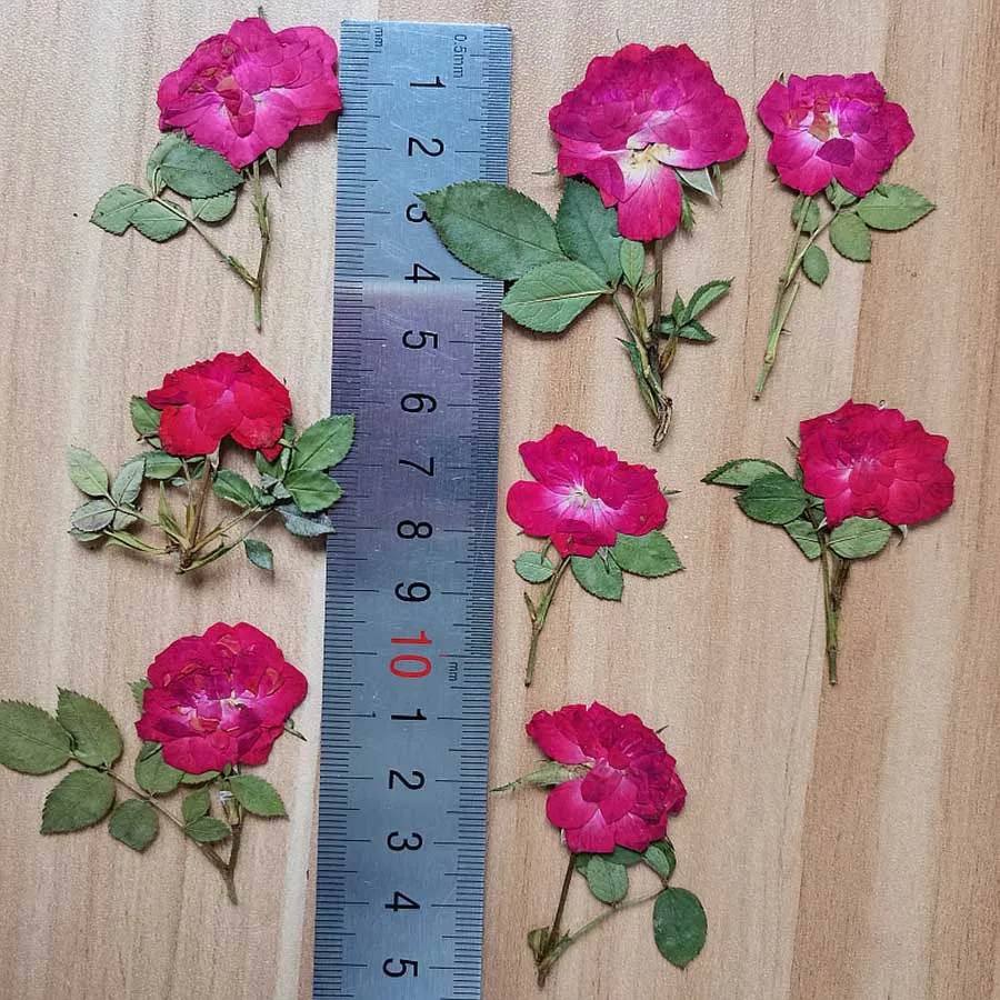 60 шт. сушеные прессованные красная роза с стебель цветка гербарий из растений для