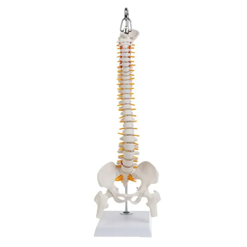 

45cm Flexible Human Spinal Column Vertebral Lumbar Curve Anatomical Model Anatomy Spine Teaching Tool 090F