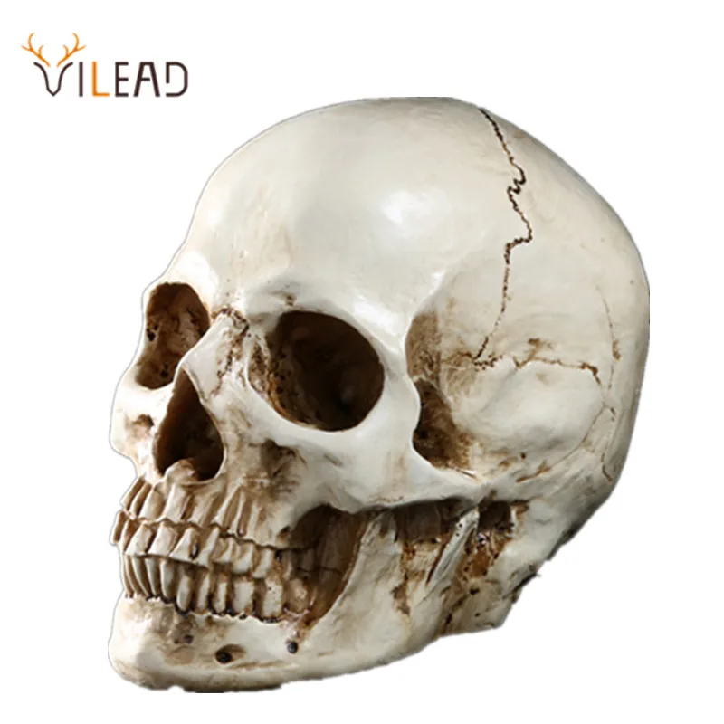 

VILEAD Medical Model Human Resin Skull Head Home Office Desktop Decoration Skull Statue Handicraft Gift Animal Skull Ornament