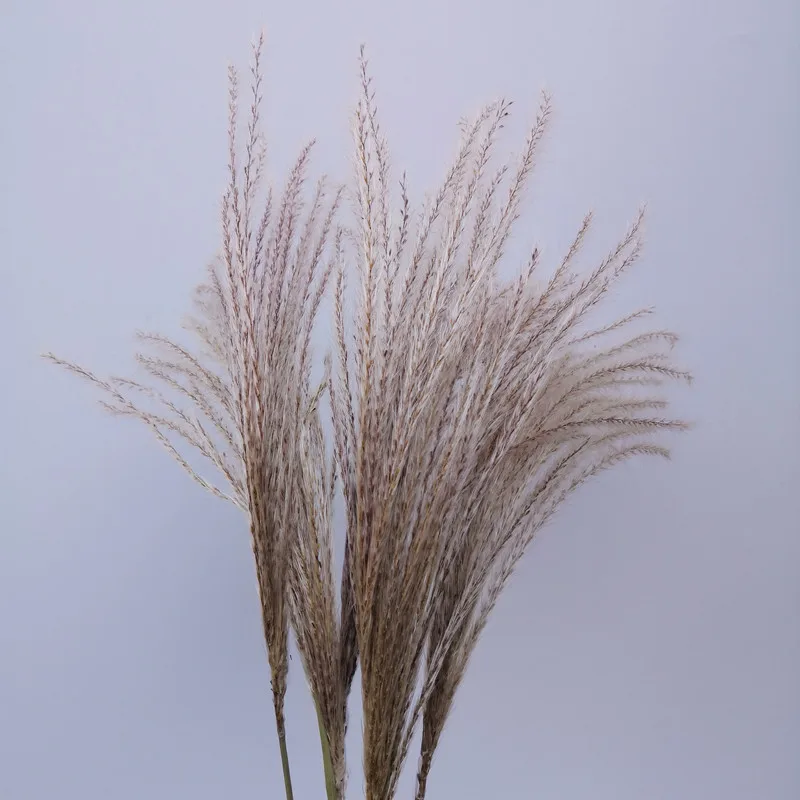 

Real Dried Small Pampas Grass Wedding Flower Bunch Natural Plants Home Decor Dried Flowers Phragmites Flower Ornamental