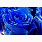 Домашнее украшение Искусство Diy 5d алмазная живопись синяя Роза вышивка крестиком из смолы Алмазная вышивка Фреска украшение