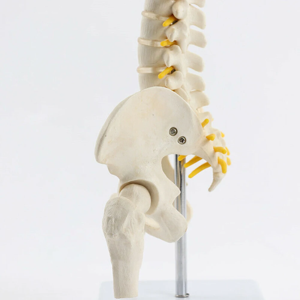 45 см анатомическая модель позвоночника гибкая анатомии обучающий инструмент DQ