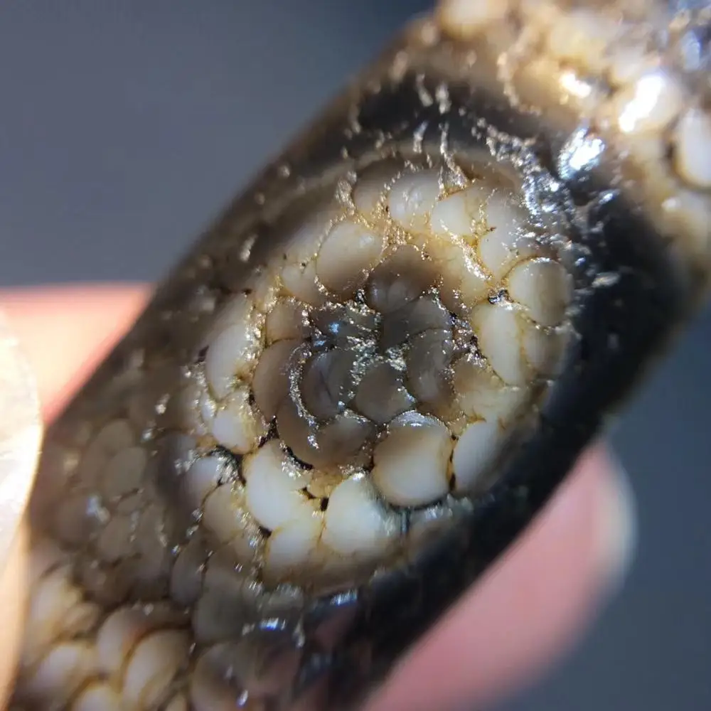 Волшебная Мощность Коллекционная сокровище Тибетский старый жирной Агат полный