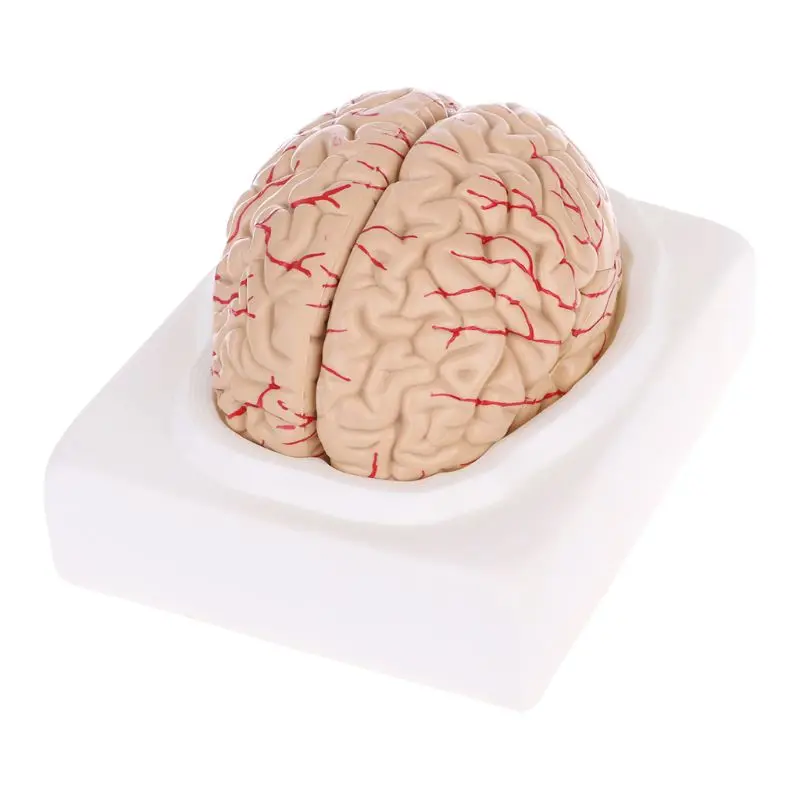 

Disassembled Anatomical Human Brain Model Anatomy Teaching Tool