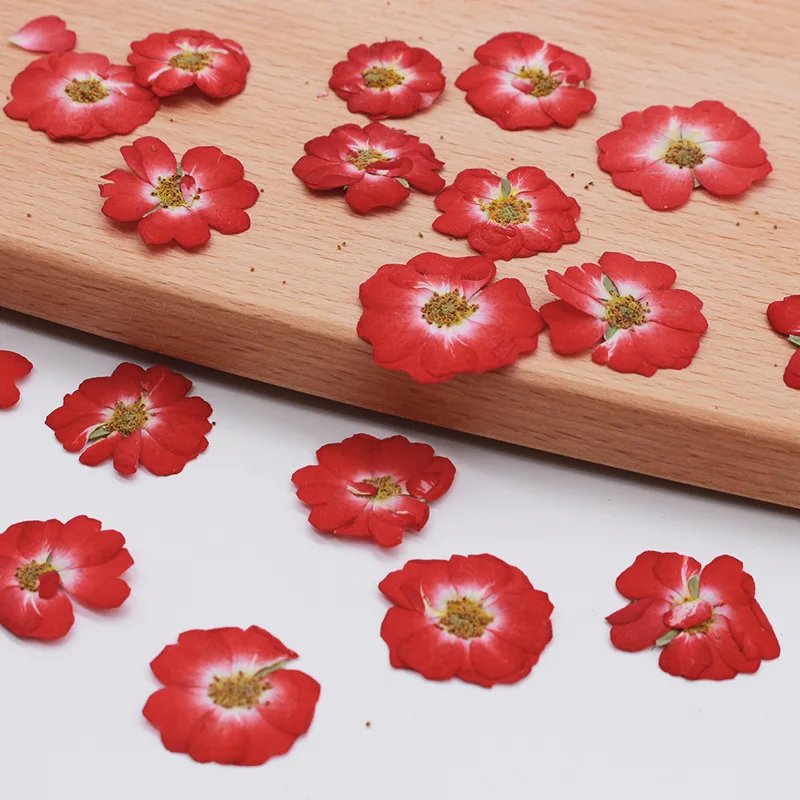 60 шт. прессованный высушенный китайская роза цветок растения гербарий для