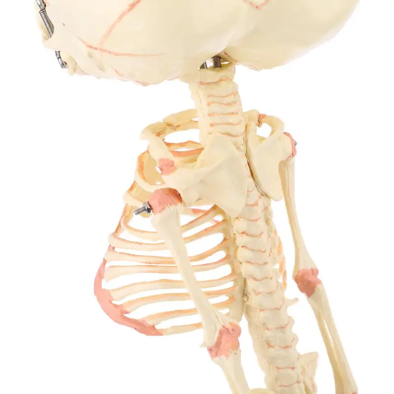 

Human Baby Deformed Head Skull Research Model Skeleton Anatomical Brain Anatomy Teaching Study Display