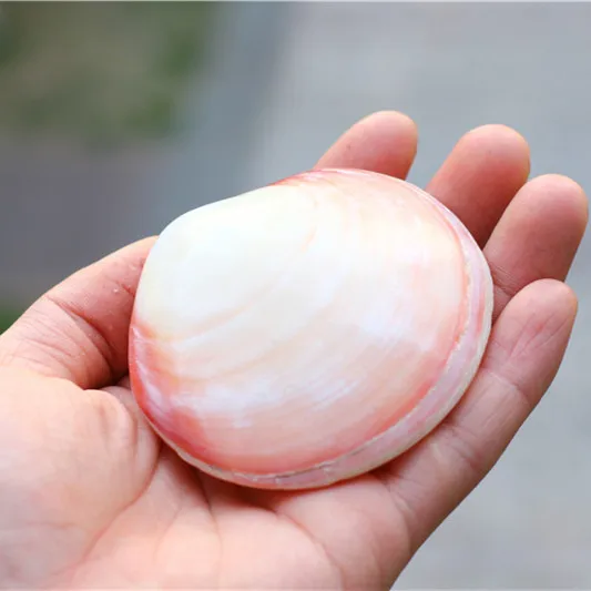 Бесплатная доставка натуральный раковины розовый моллюск гребешок девушка