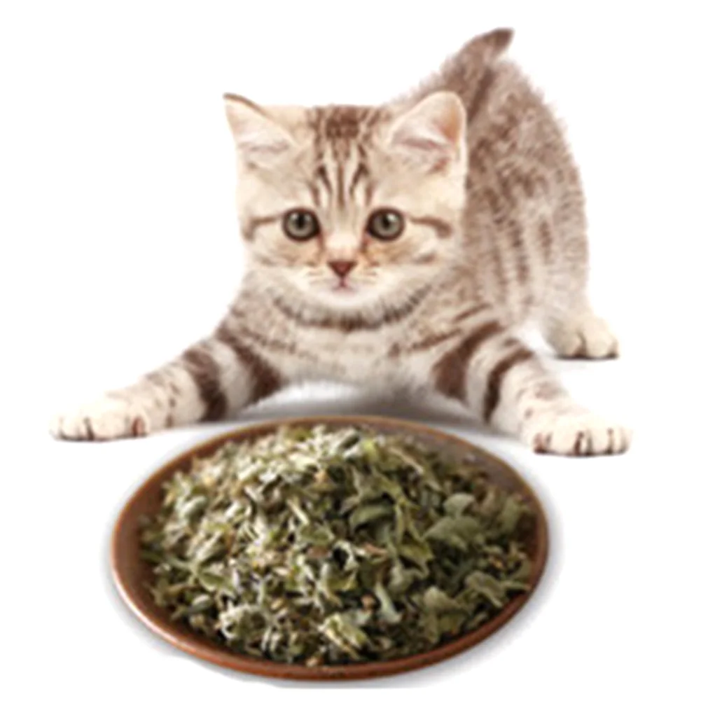 Несессер роскошные высококачественные аксессуары Простые 2018 котенок кошка мята