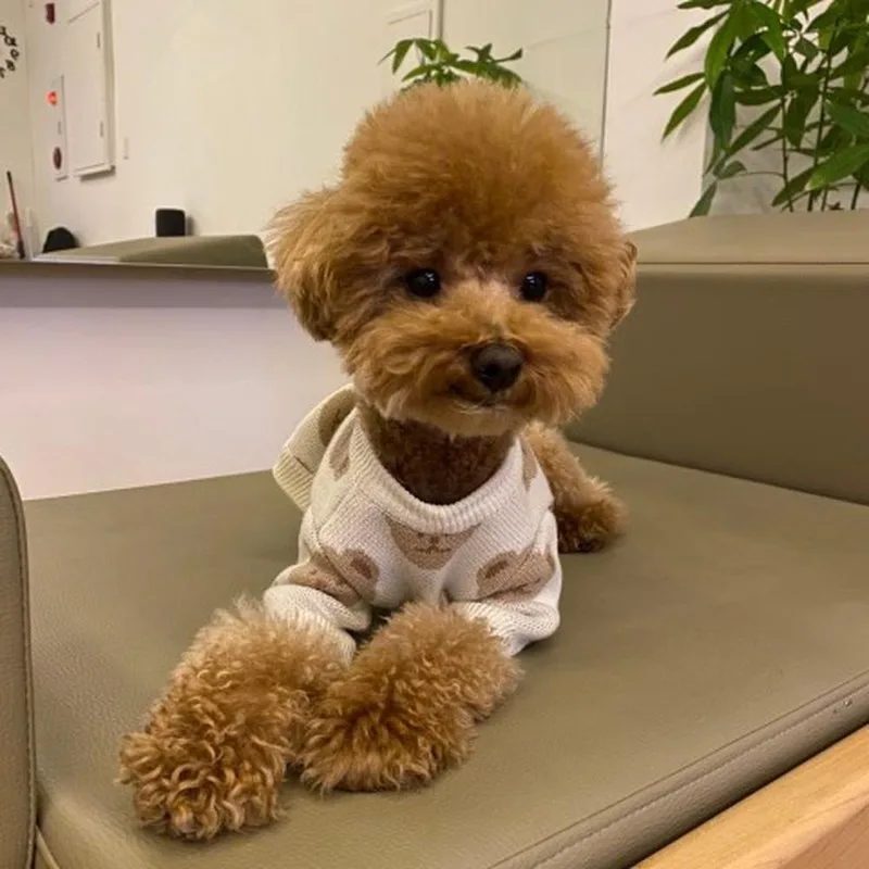 Новинка осенние свитера для маленьких собак 2020 одежда чихуахуа с принтом медведя