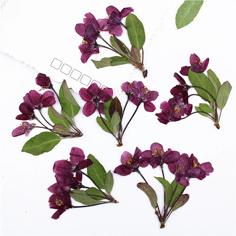 Бегония с ветвями разными наконечниками сухой цветок тиснение и вставлять