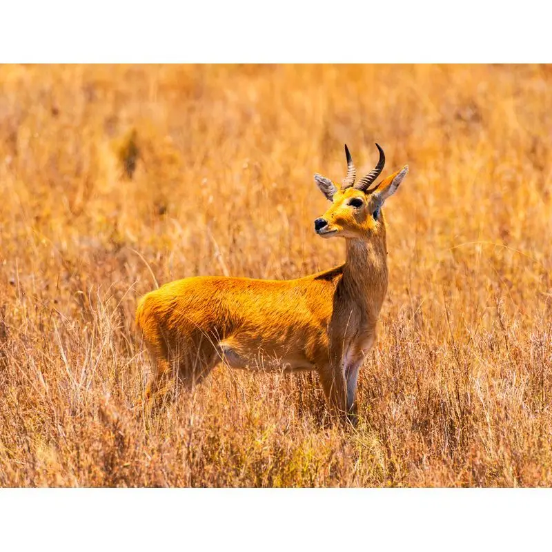 

Gatyztory Frame Tibetan Antelope Paint By Numbers For Adults Kids Animal Handpainted Oil Painting Canvas Drawing DIY Gift Wall D