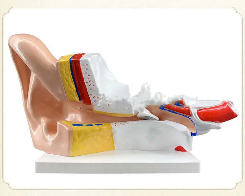 New big ear anatomical model 2 pieces of 3 times enlarged ear anatomical model human ear structural anatomical model