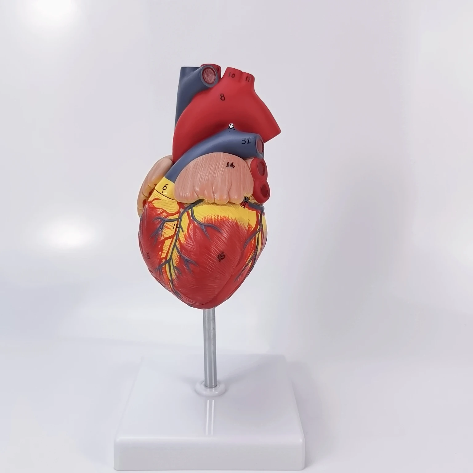 

1: 1 human heart model B ultrasound color ultrasound cardiac medicine heart anatomy teaching model