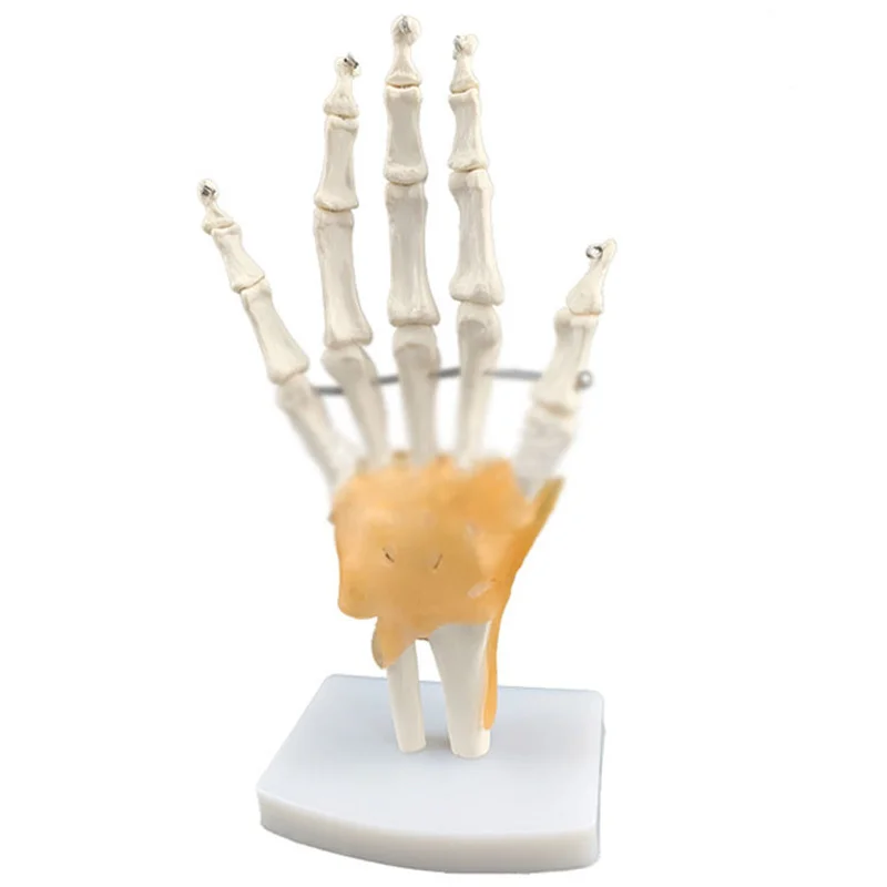 Medical teaching aids human hand joint ligament model hand bone ruler tibia human bone hand and foot surgery