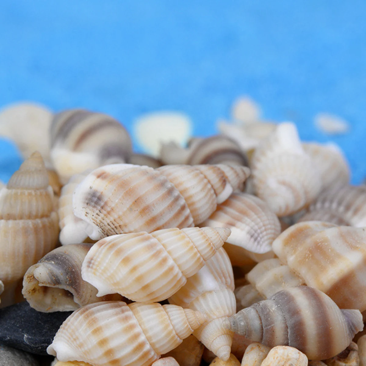 1 упаковка натуральный раковины Морская звезда коралловый риф микро пейзаж