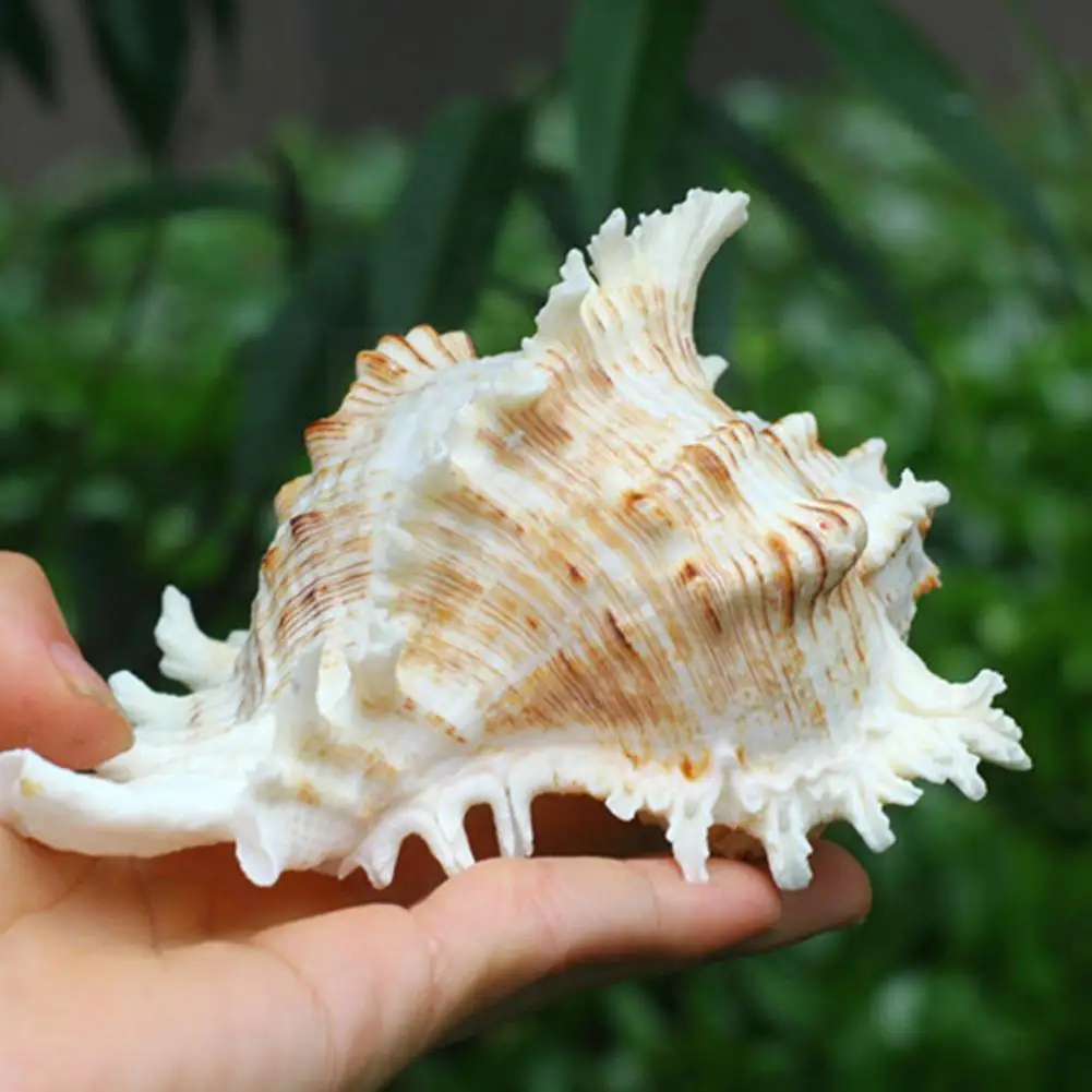 

1Pcs Natural Thousand Hand Snail Chrysanthemum Snail Decoration Shell Landscape Sea Big Mediterranean Aquarium Style Case C L7M1