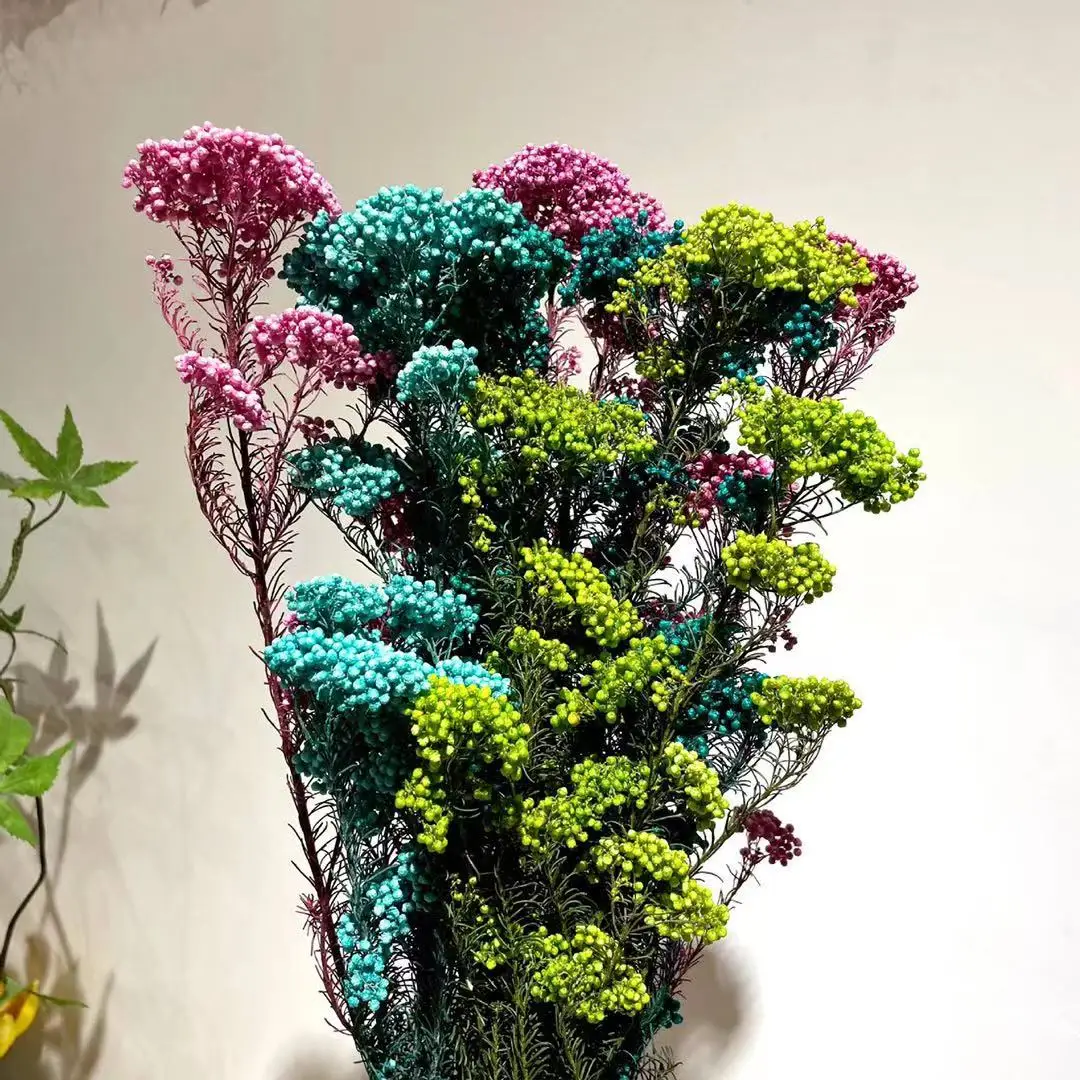 

supply preserved foliage,MOQ : 500 bunches mix items ship