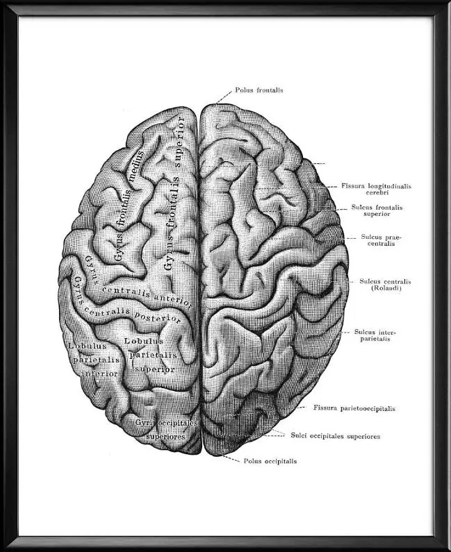 Анатомический мозг тканевые плакаты искусство медицинская Античная анатомия