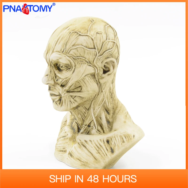 

Mini Human Head Model With Blood Vessel Resin Material Educational Tool Artist Sketch Anatomical