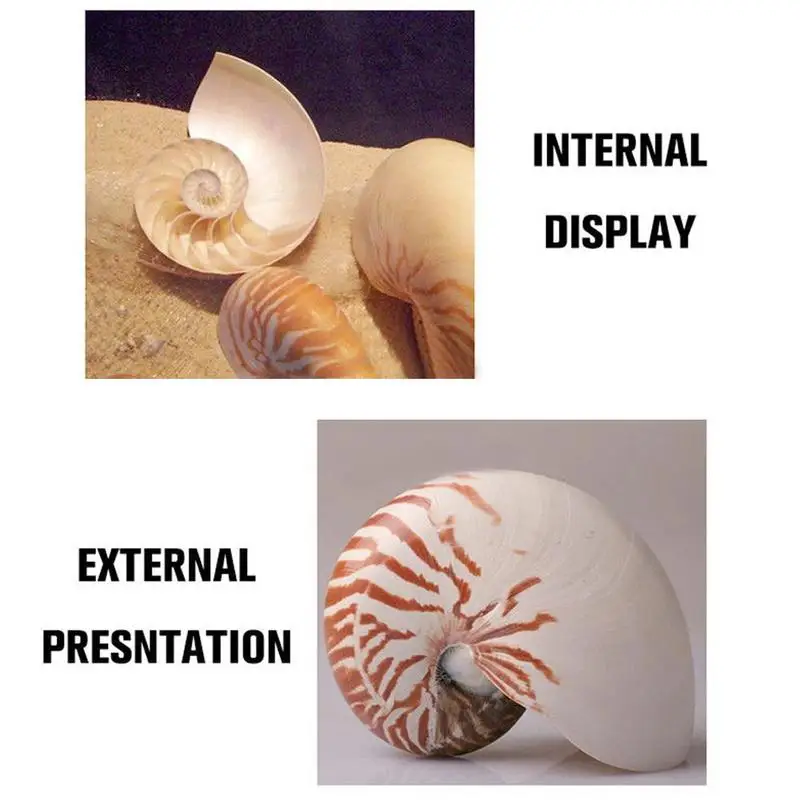 13-14 см, 1 шт., натуральная раковина Nautilus, морская звезда, настольная, аксессуары для аквариума, украшение для аквариума