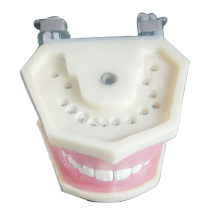 

Imported Resins Teeth Teeth Peridontal Disease Model
