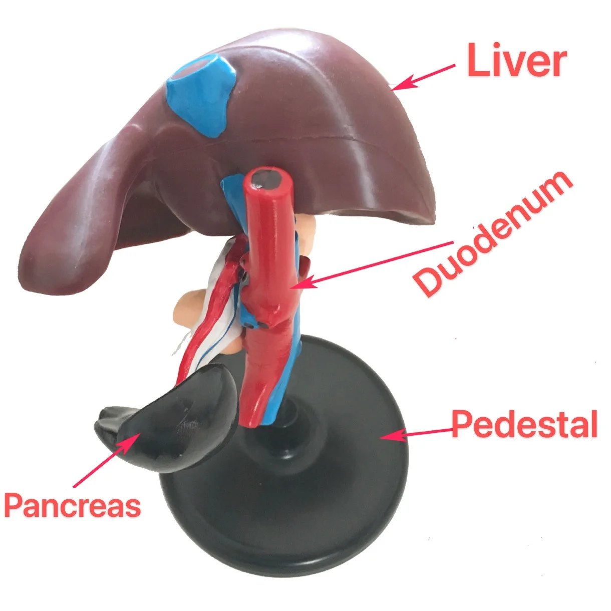 

Human liver, pancreas and duodenum model, liver anatomy model, human organ model