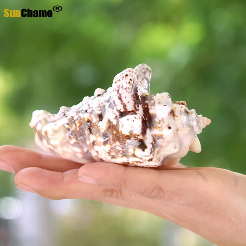 Золотая стрекоза натуральный раковины водные аквариумные средиземноморский