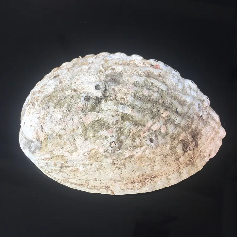 1 партия (2 шт.) ракушка из натуральной морской ракушки Новой Зеландии украшение