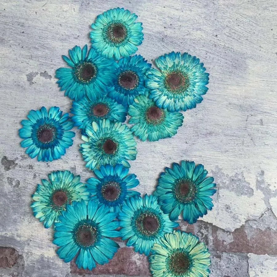 

2pcs Pressed Dried Absorpt Blue Gerbera Jamesonii Bolus Flower Plant Herbarium For Jewelry Phone Case Bookmark Photo Frame DIY