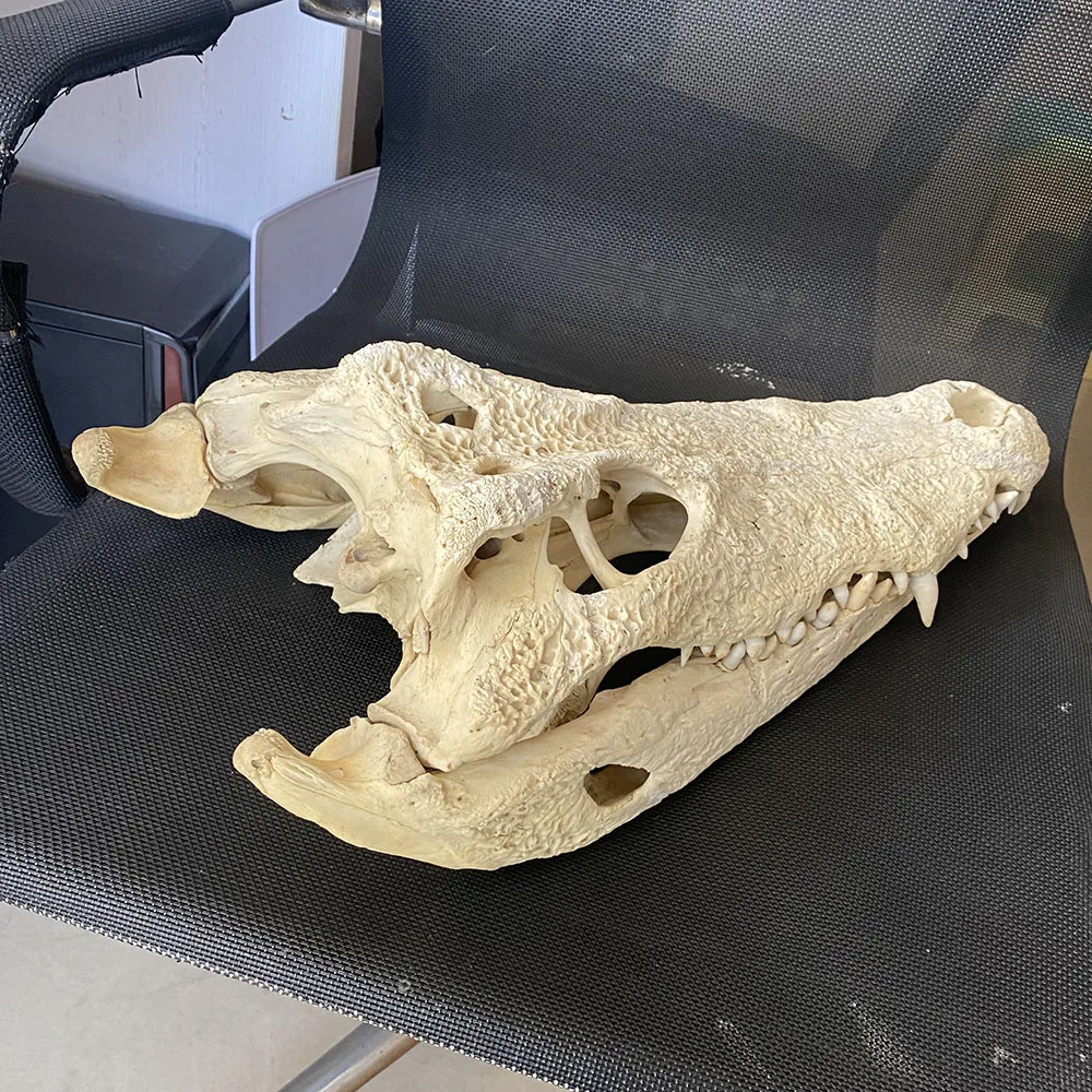 

1Pcs Genuine Crocodylus siamensis Siamese Crocodile Skull Taxidermy 50-51CM/20"Inch length Animal skull specimen