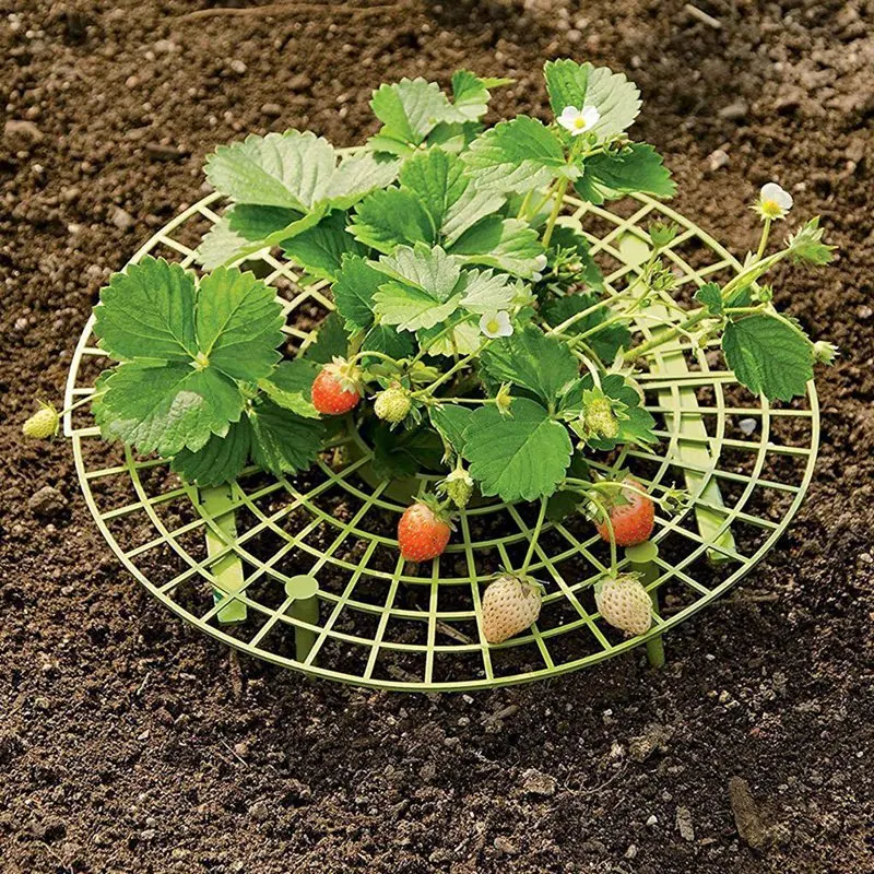 

15 Pack Strawberry Plant Supports Strawberry Growing Support Rack Avoid Rot Frame Lightweight Strawberry Growing Tool