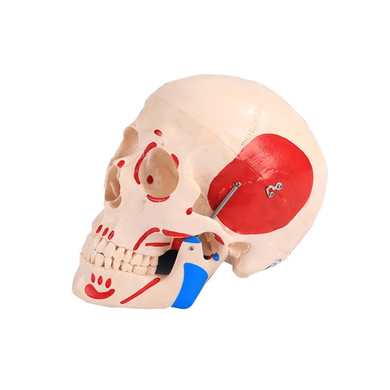 Skeleton Anatomy Medical Science Education Life Size Natural Skull Model with Colored Muscle BIX-A1012
