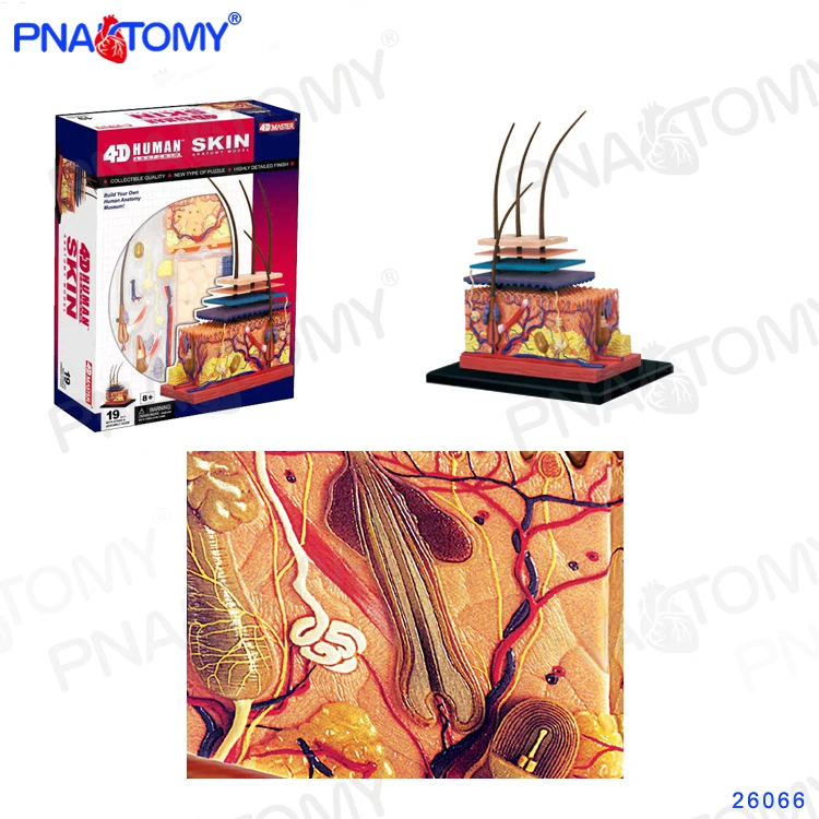 Модель человеческой кожи съемное обучающее оборудование сделай сам с