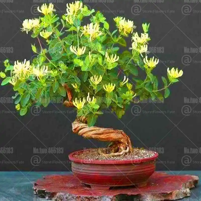 100 шт японский жимолость бонсай Lonicera japonica herb plantas многолетний очень ароматный цветочный горшок садовые Цветочные рассады - Цвет: 3