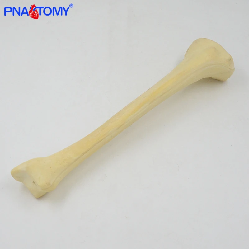 Life Size Human Tibia Model Orthopedic Instrument Demonstration Model Skeleton Medical Tool Anatomical Study and Test SAWBONE