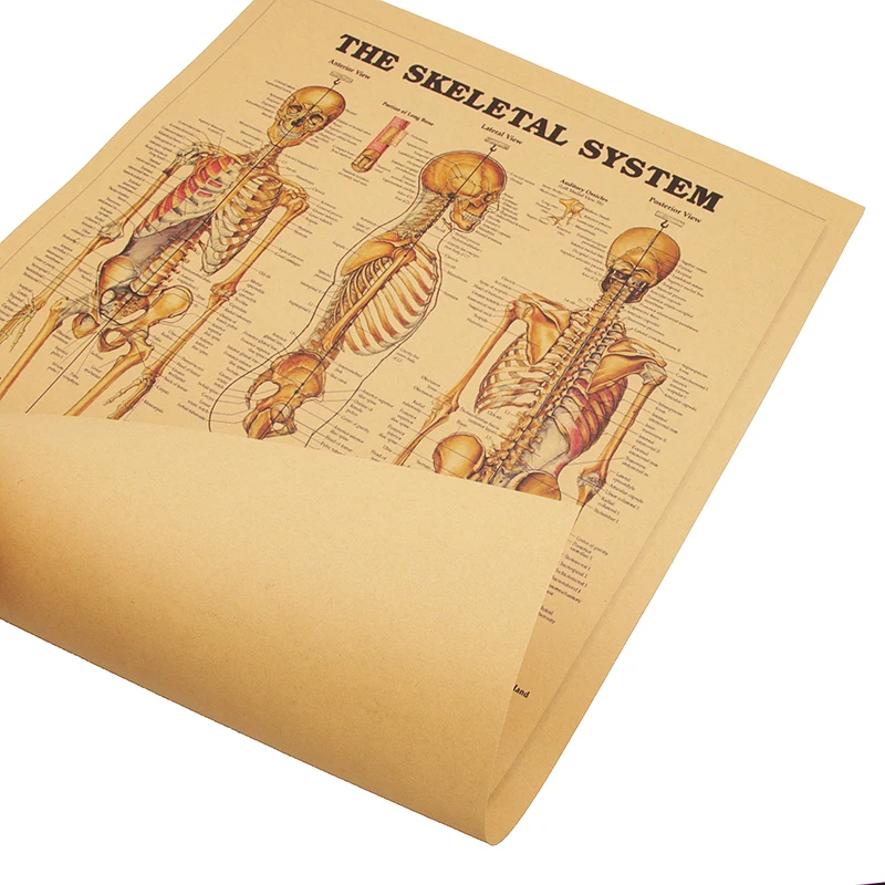 Скелетная система декоративная Ретро картина высокое качество 51 5x35 5 см