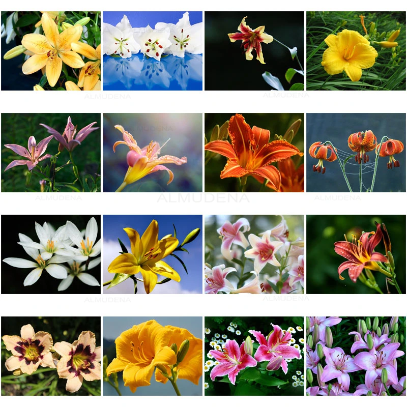 

5D Diy Color Lily Flower Diamond Painting Cross Stitch Kit Full Drill Embroidery Mosaic Art Picture with Rhinestones Decor Gift