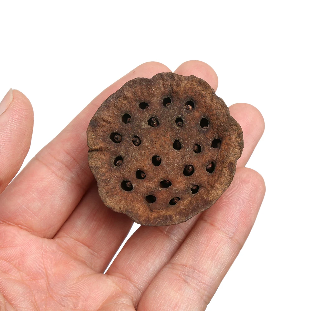 1 шт. натуральный искусственный сушеный Лотос эмуляция прессованные цветы