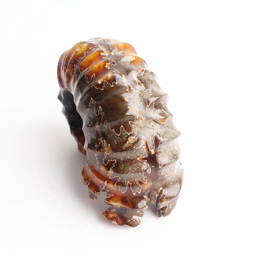 1 шт. натуральный Рог винт окаменелости аммониты камень криоцерас образец