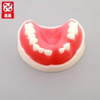 periodontal suture then disease practice model planting missing oral dental model free shipping